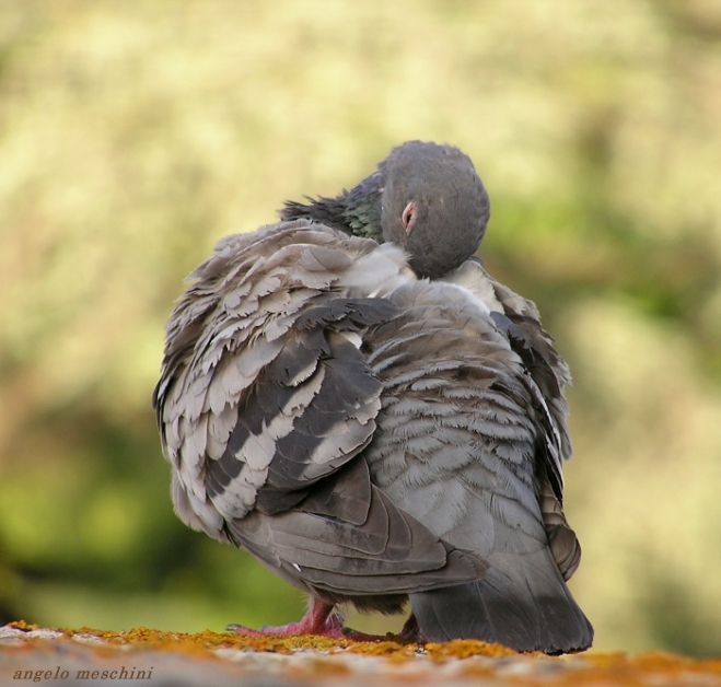 Piccione domestico in preening